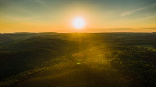 Drone view of tall dark green trees in lush woodland on small hills under sun in cloudless evening sky