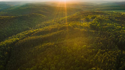 Free Sunbeams above lush green forest Stock Photo