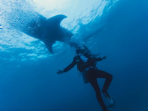 From below of anonymous diver in wetsuit and fins with oxygen tank swimming next to big shark underwater in ocean