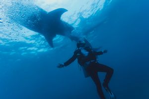 Thailand Video News | Thai Woman Reports Indian Boyfriend Over 1,201-Day Visa Overstay | Double Whale Shark Sighting Thrills Divers Off Koh Tao