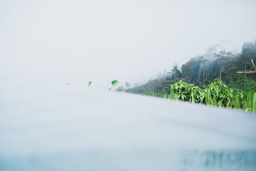 Picturesque scenery of green trees growing on hillside among clouds on summer day