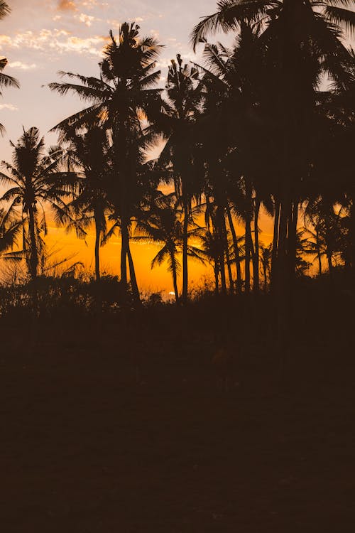 Silhouettes of palm trees on sunset