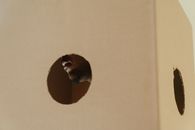 Brown Bird on Brown Wall
