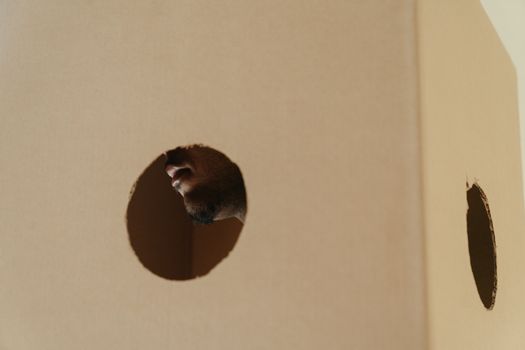 Brown Bird on Brown Wall
