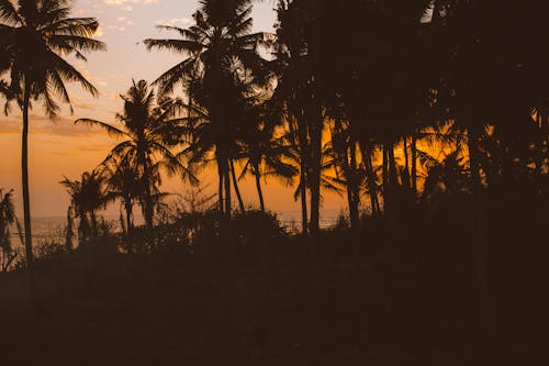 Scenic silhouettes of tropical palms growing against calm sea and bright orange sky during sunset time in exotic resort
