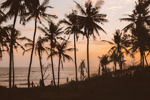 Silhouettes of people and palms resting on evening beach