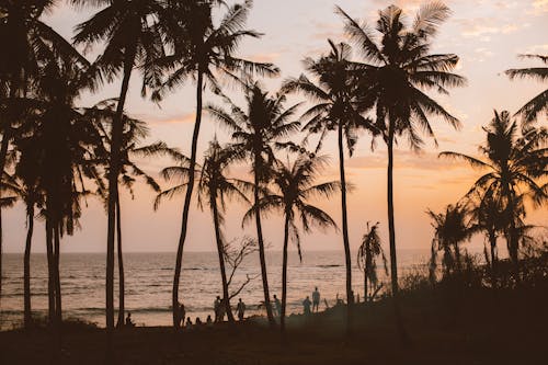 Group of people admiring sunset on seashore