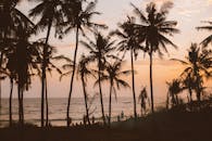 热带海滩上，日落宁静，棕榈树勾勒出轮廓，人们欣赏着风景