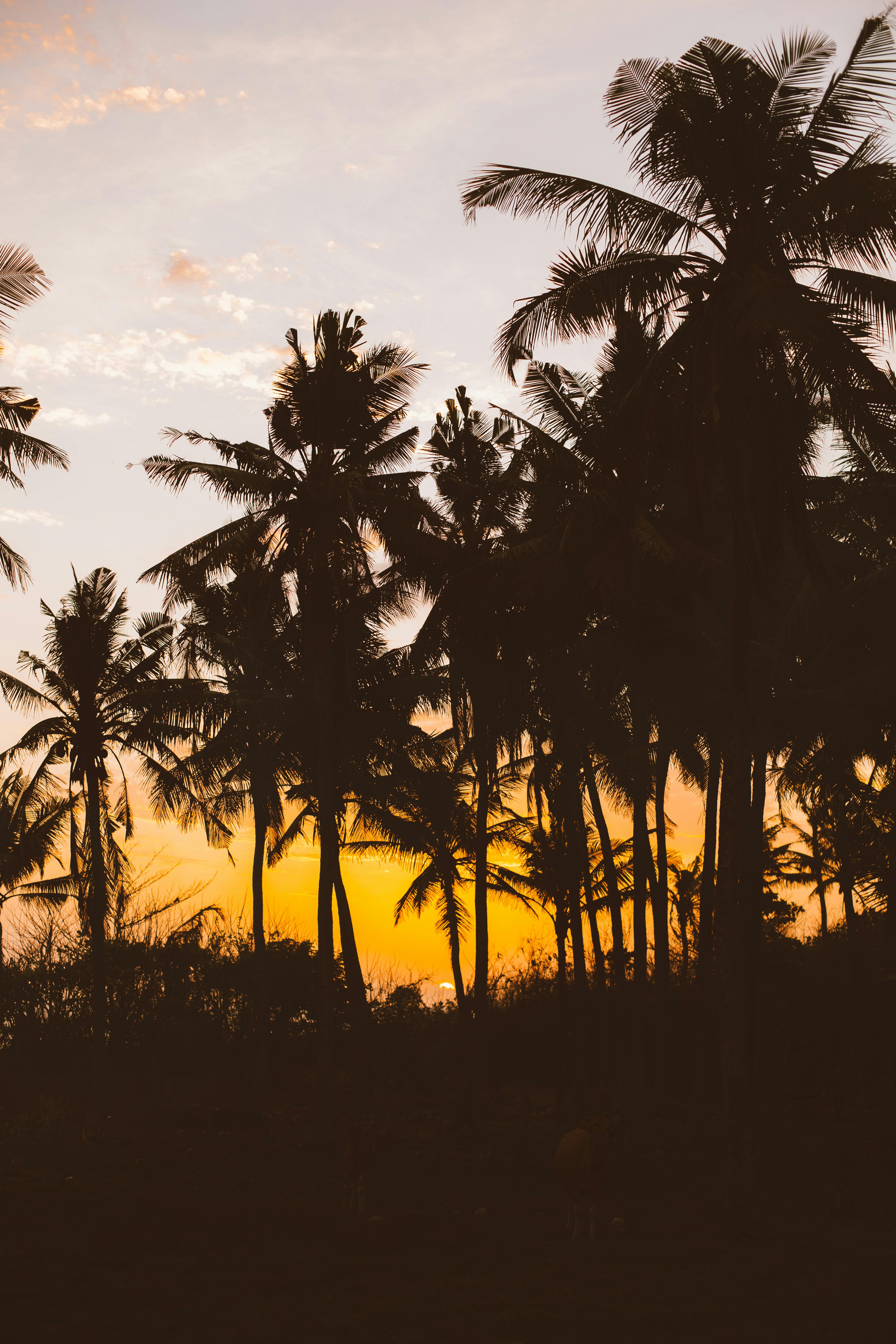 Wallpaper Palm Tree Under Orange Sky Background  Download Free Image