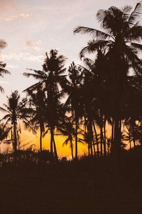 Picturesque view of tropical palm in sunset light