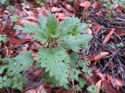 Modern Minimalist Frame