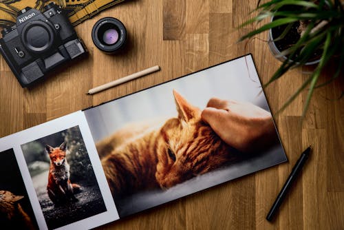 Overhead view of pictures of red cats and fox in opened horizontal photo book surrounded by pens and pot plant next to modern photo camera