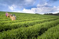 Group of people collecting harvest in field