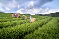 Workers harvesting crops on plantation