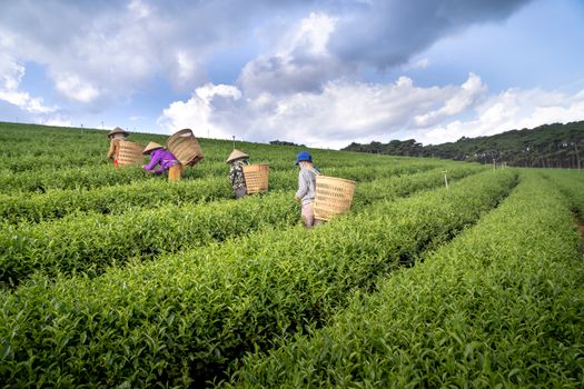 Workers harvesting crops on plantation