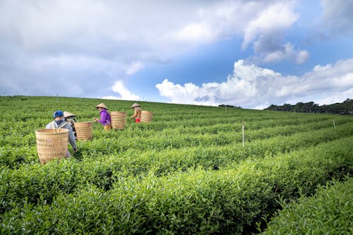 Free Workers picking agricultural crops in field Stock Photo