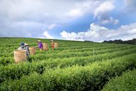 Workers picking agricultural crops in field