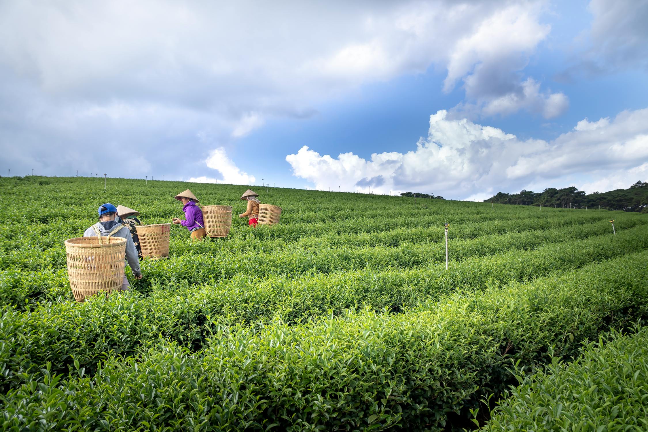 Curso Plagas Agricultura Ecológica Online