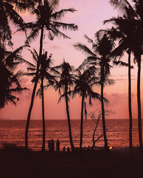 Silhouettes of people enjoying evening on exotic beach surrounded by palms and campfire near calm sea against majestic bright purple sky during sunset
