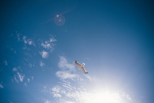 無料 青い空の下を飛んでいる白い鳥 写真素材