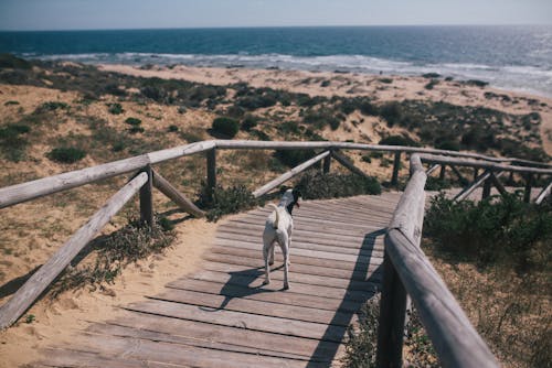Ilmainen kuvapankkikuva tunnisteilla eläin, hiekkaranta, kotimainen koira