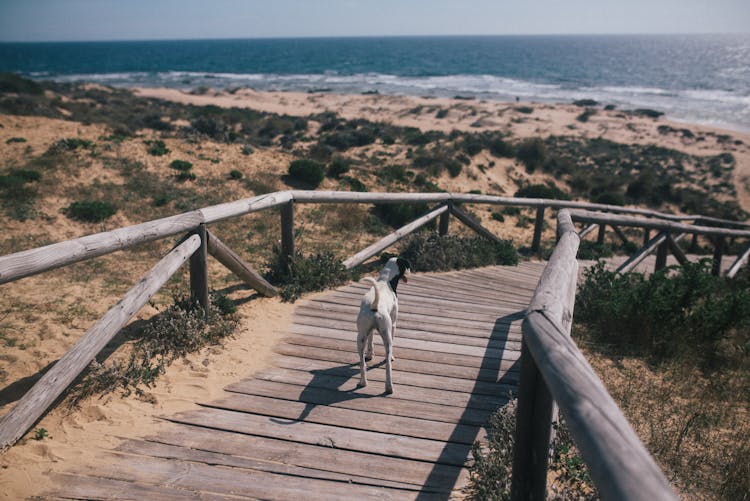 Dog On Boardwalk Leading To Beach