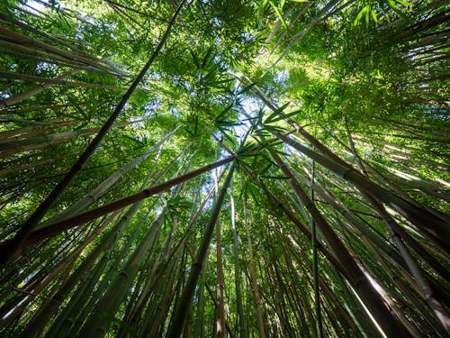 Low angle of fresh bamboo branches and green leaves growing up at sky in bamboo grove