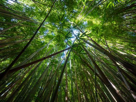 竹林中，低角度的天空下长出新鲜的竹枝和绿叶