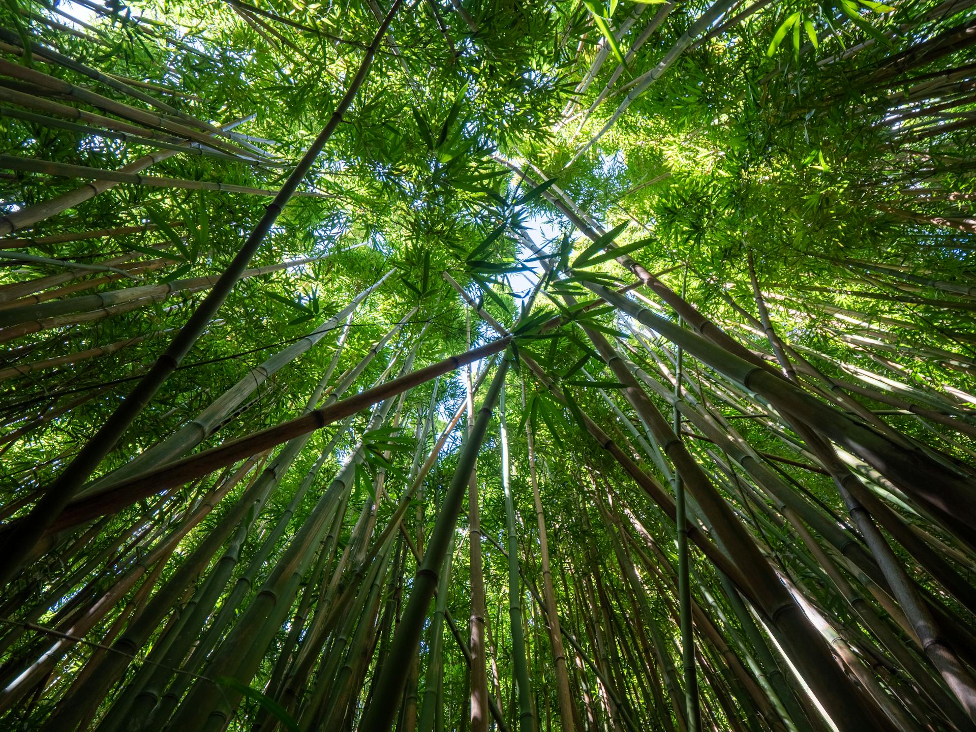 Low angle of fresh bamboo branches and green leaves growing up at sky in bamboo grove