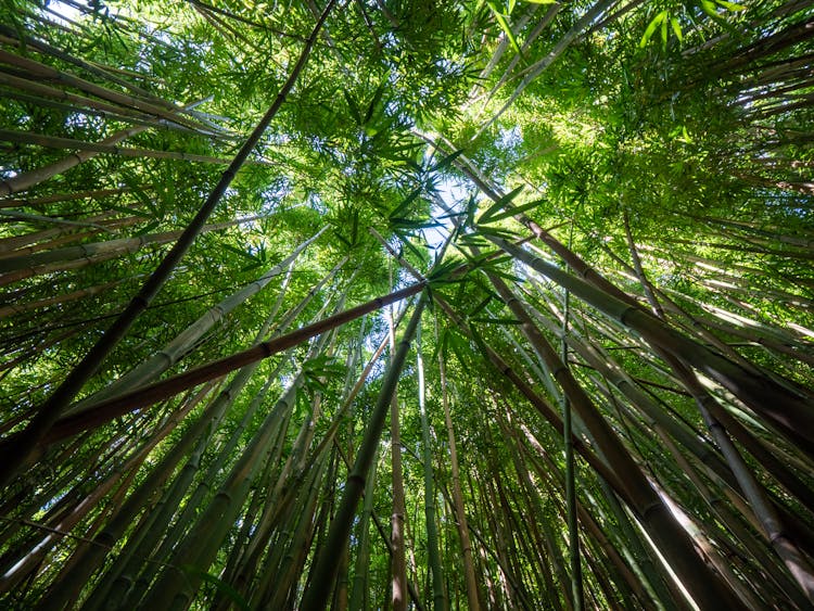 Tall Bamboo Branches With Green Leaves