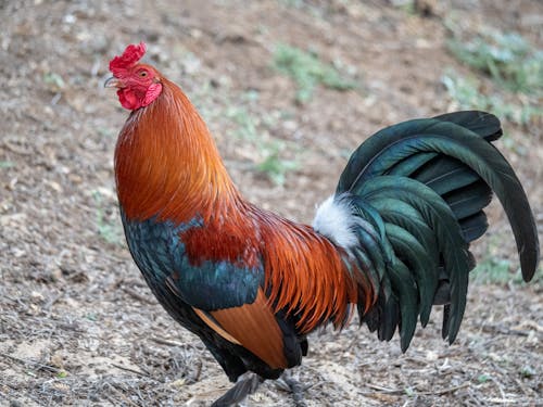 Colorful rooster walking in chicken paddock