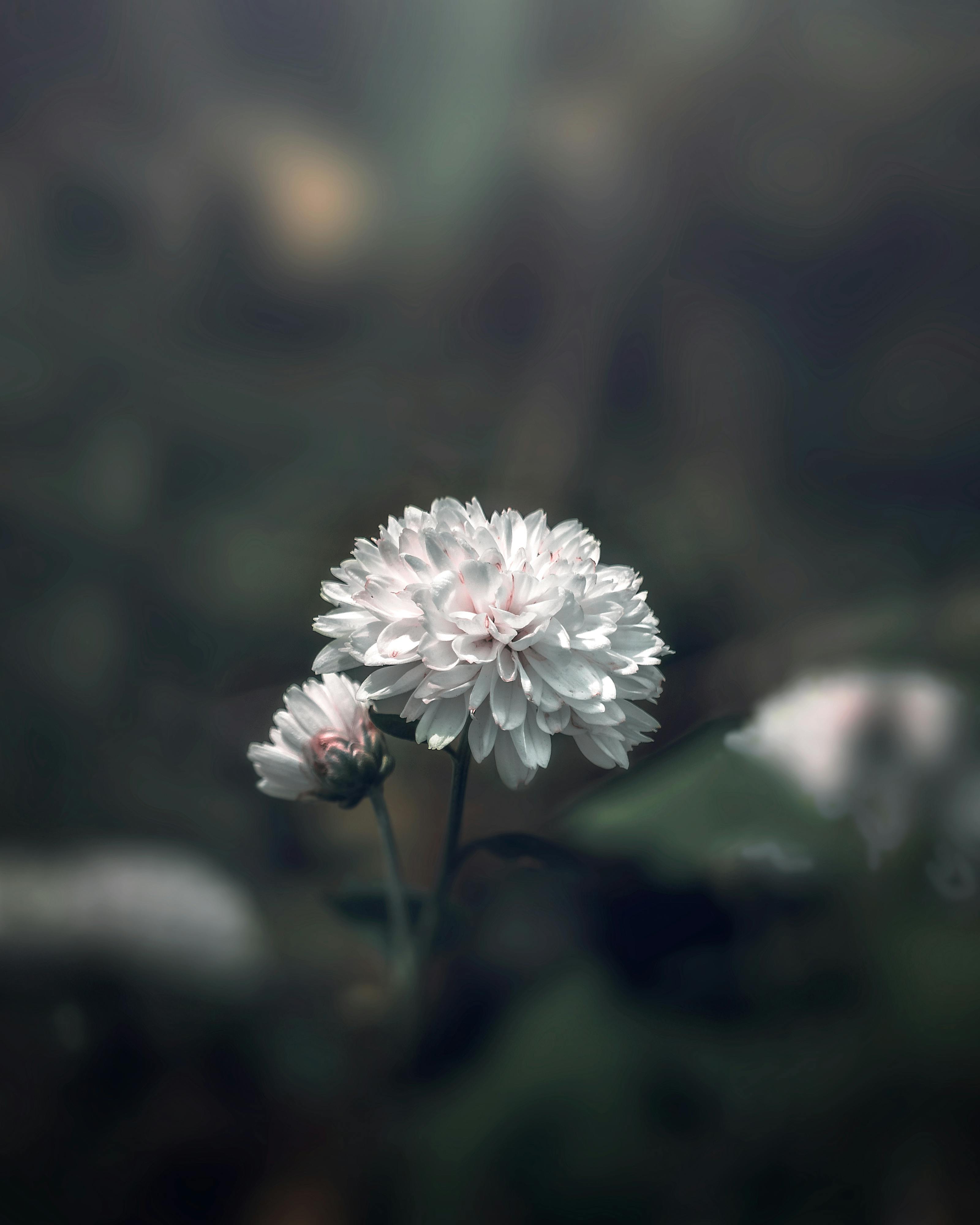 Beautiful Dried Plants, Flowers Against a Blurred Nature Background.  Vertical Photo Stock Photo - Image of plants, outdoor: 194056892