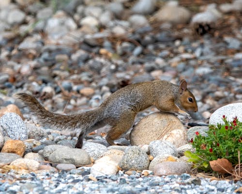 Kostenloses Stock Foto zu auge, backenhörnchen, boden