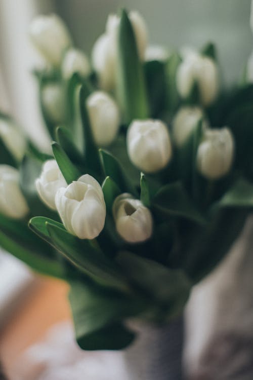 From above selective focus of buds of white tulips in bunch placed on table