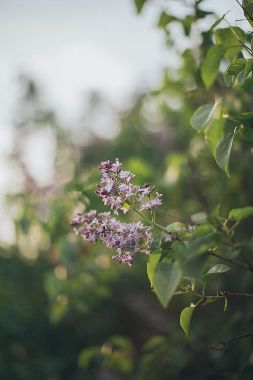 Free Branch of small tree with fragrant violet blossoms growing in garden as ornamental plant Stock Photo