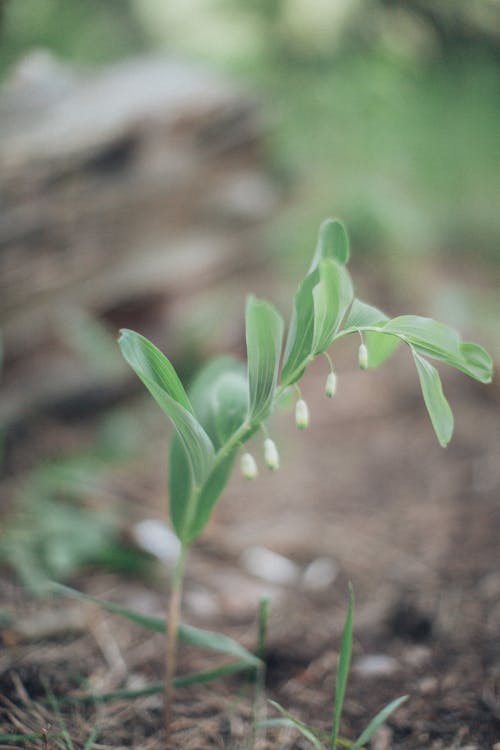 Small green sprout growing in nature