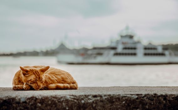 在伊斯坦布尔的码头上，一只姜黄色的猫正安详地睡着，背景里是一艘模糊的渡轮