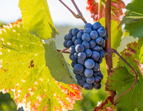 Fresh grapes hanging on branch of vine tree near green leaf growing on vineyard during harvest season in summer time