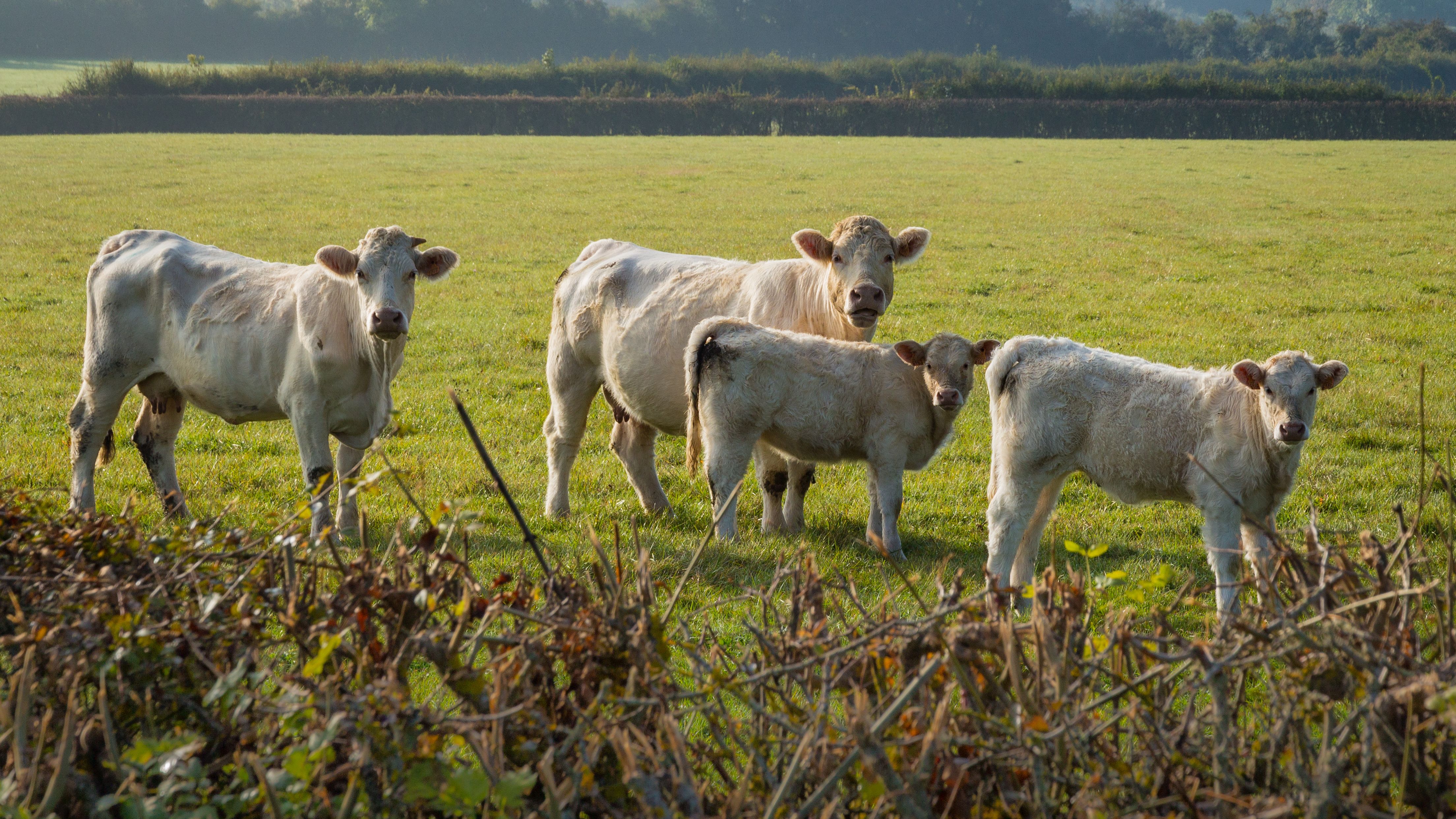 Le Cycliste & Local Charolais Beef
