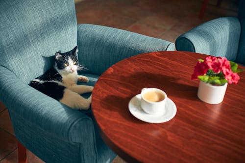 Adorable cat resting in armchair near table with coffee
