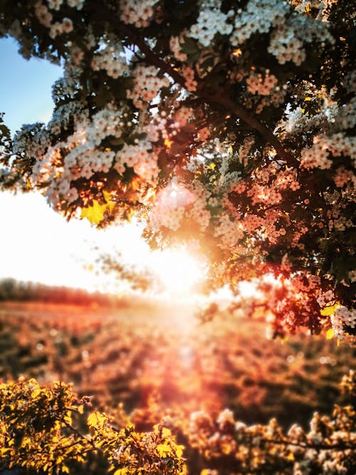 Blooming tree in field illuminated by bright sunlight in summer