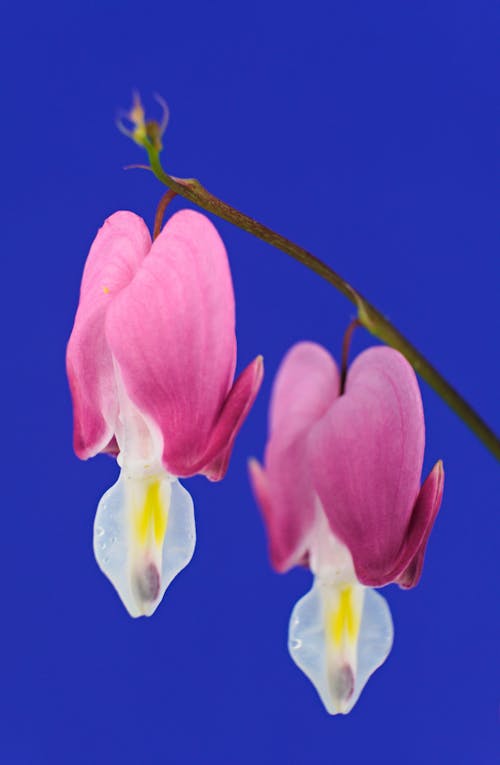 Darmowe zdjęcie z galerii z azjatyckie krwawiące serce, kwiaty, kwitnąć