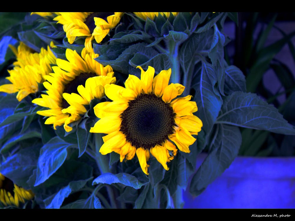Professor de música dando aula de violão para aluno em escola de música organizada