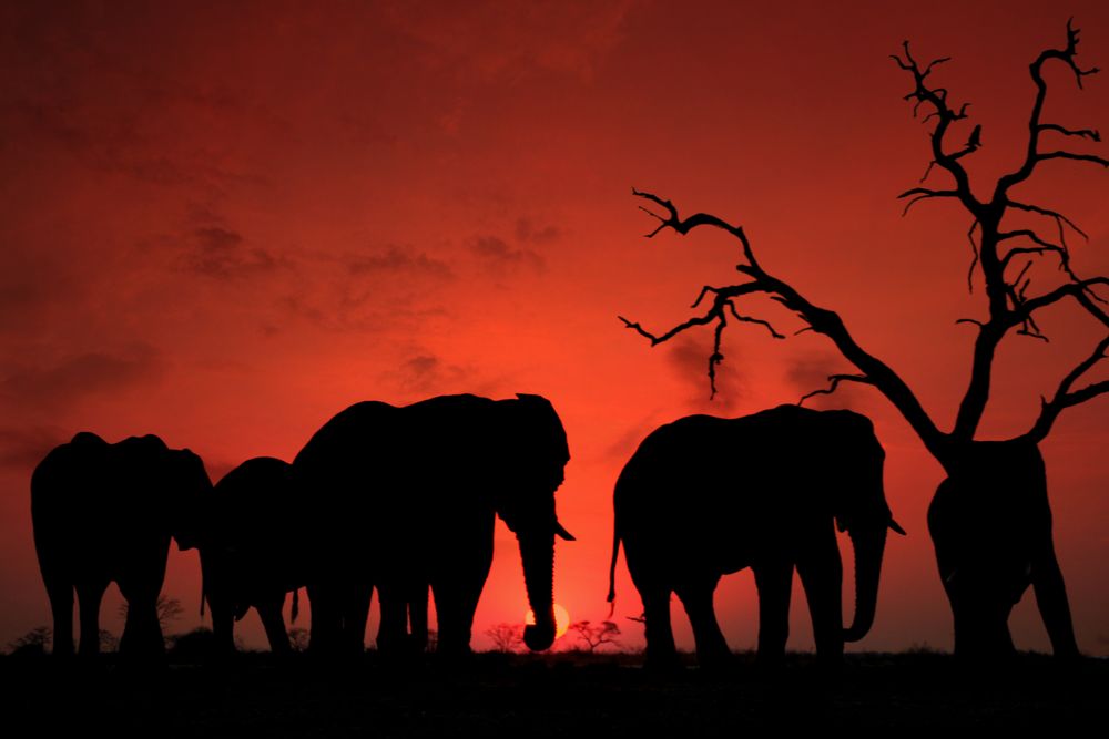 Manada de elefantes silueteada contra el ocaso rojo del delta