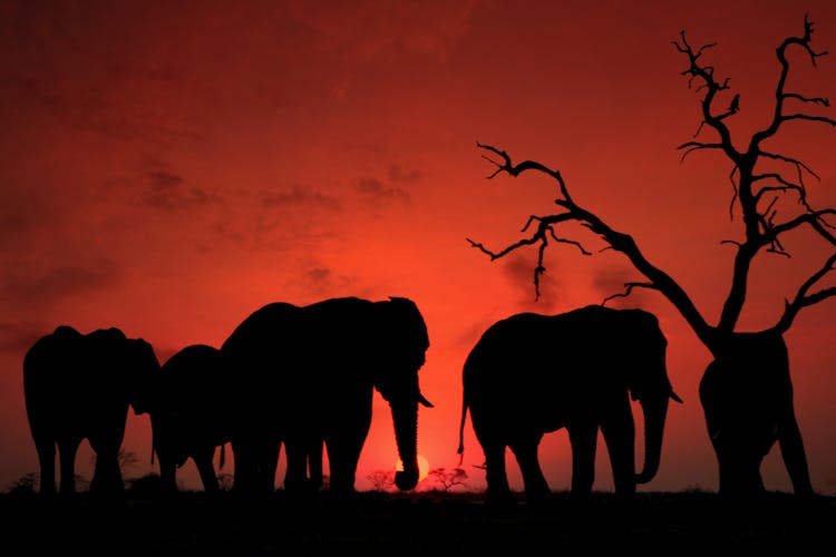 Elephants Walking In Savanna At Sunset