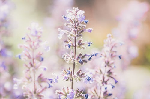 Purple Flowers in the Garden