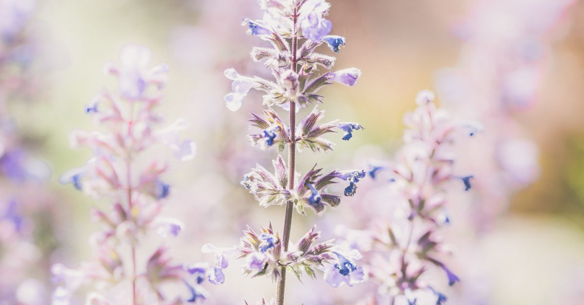 Les Plantes Médicinales Incontournables à Cultiver
