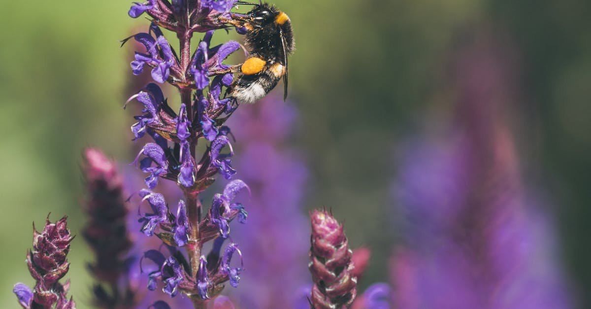 How do you trim lavender in the spring