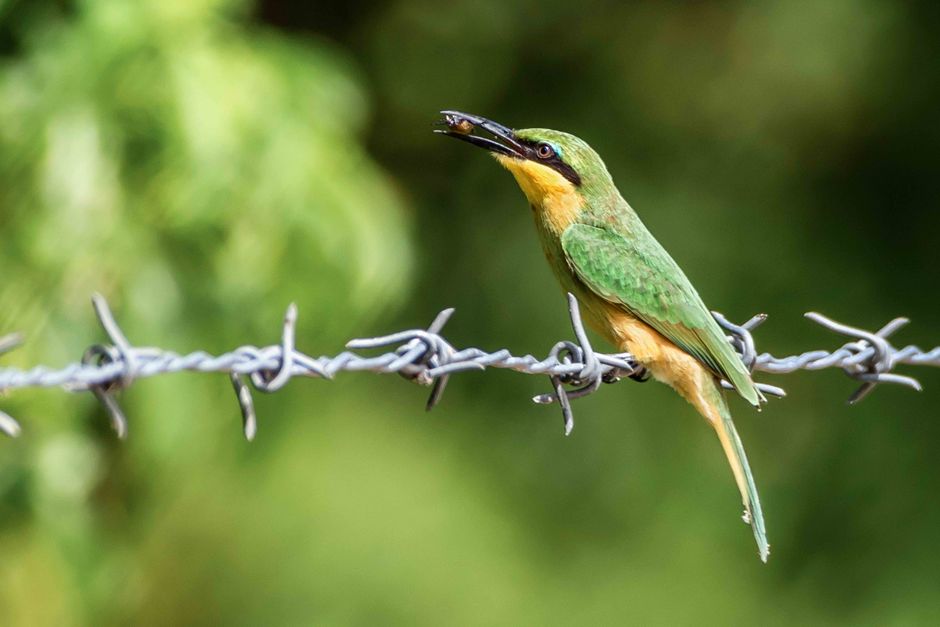 Vibrant green and yellow bird perched on a steel barbed wire against a blurred natural background.