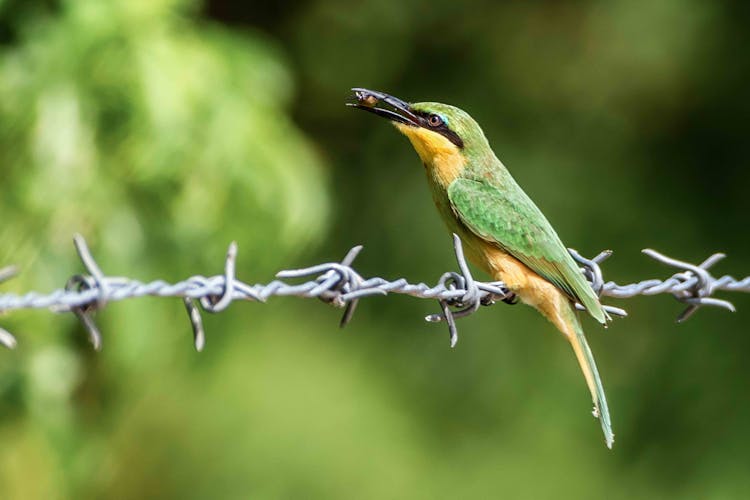 Green And Yellow Bird Perched On Barbed Wire